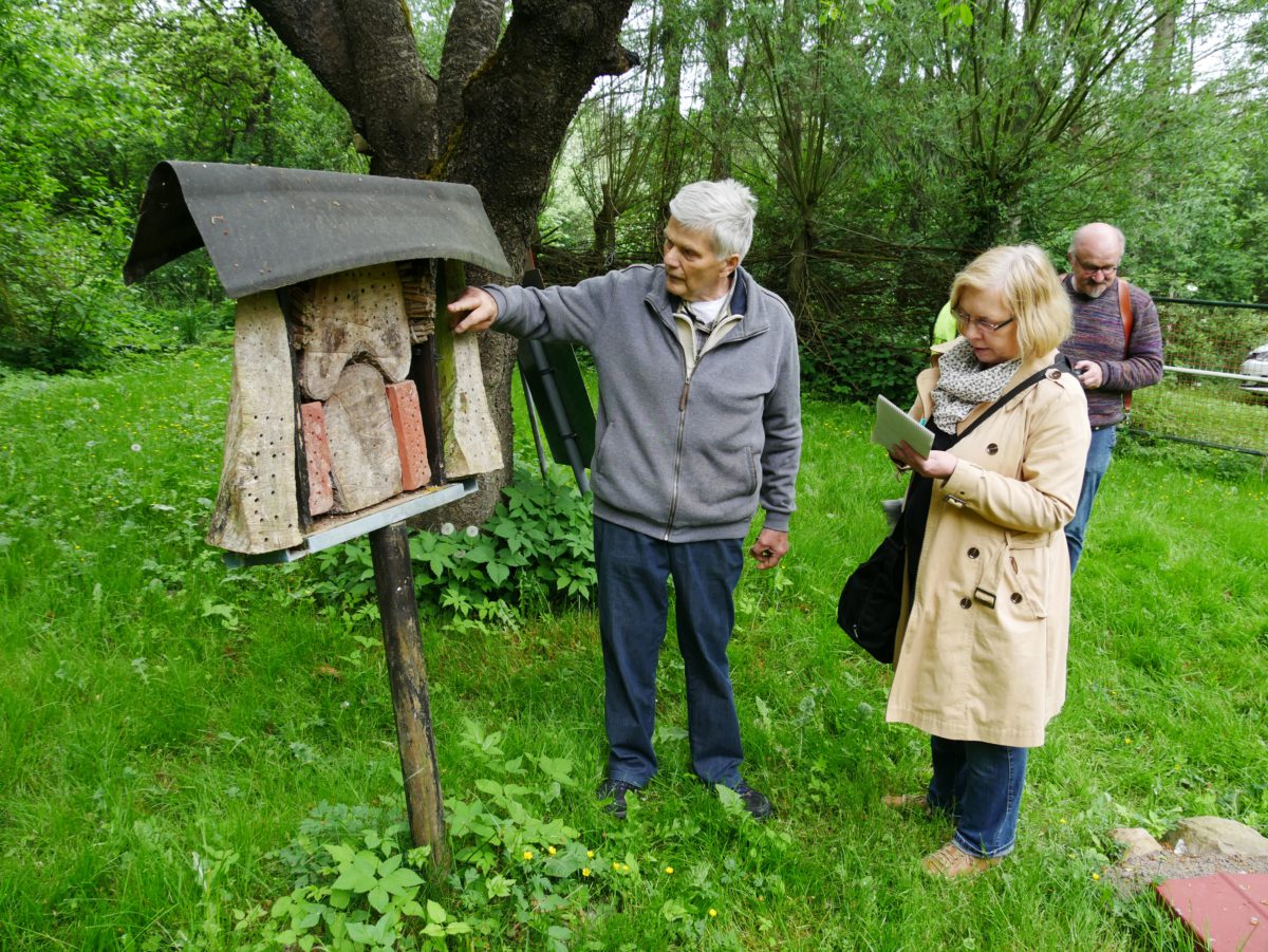 Die Streuobstwiese in Lägerdorf beheimatet unterschiedliche Insekten – darunter auch Wildbienen.